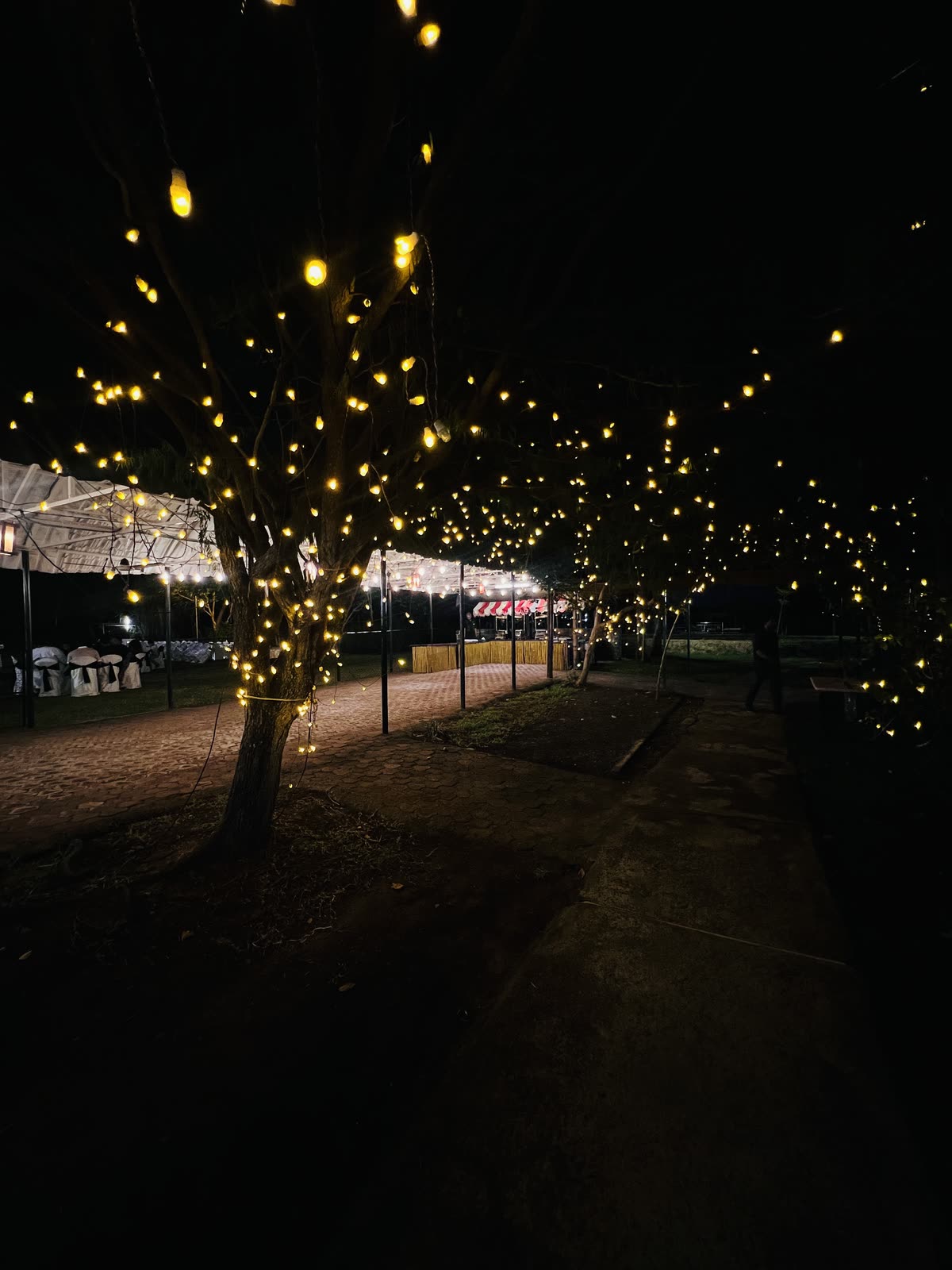Fairy-lit trees over the path to a food counter at night